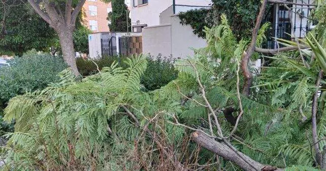 Ramas caídas por el viento.
