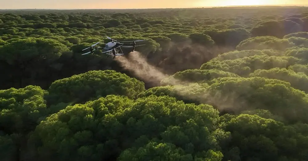 Procesionaria en los pinos.
