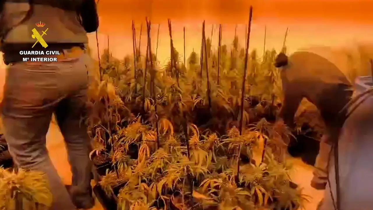 Plantaci&oacute;n de Marihuana.