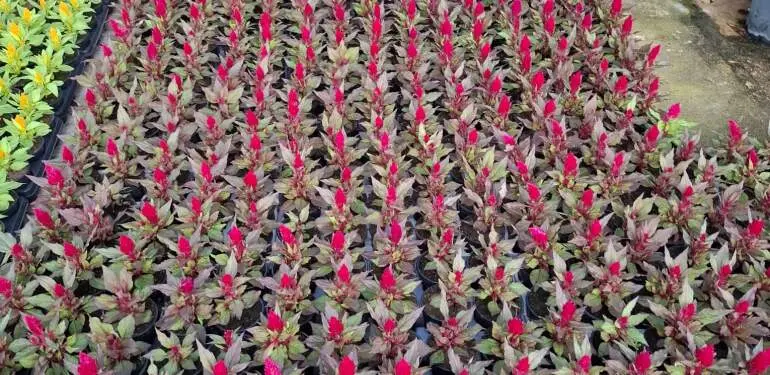 Flores de temporada.