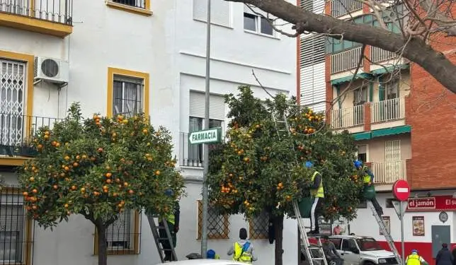 Recogida de naranjas en Huerta Mena.