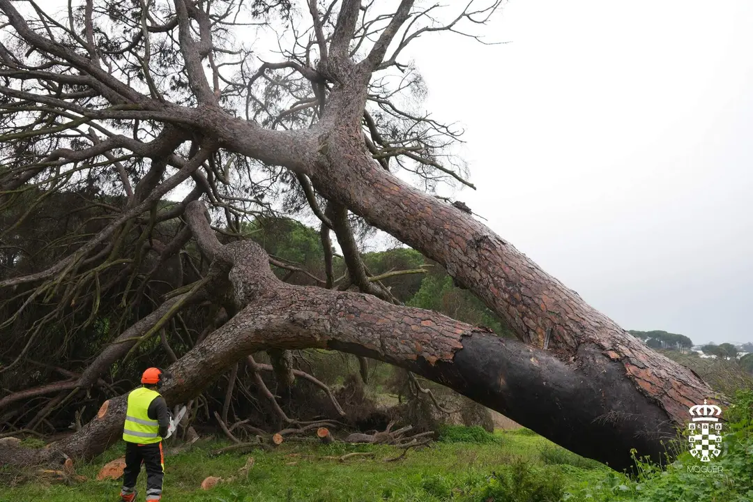 Tala del pino de Fuentepi&ntilde;a en Moguer. / Fotograf&iacute;a: Ayuntamiento de Moguer.