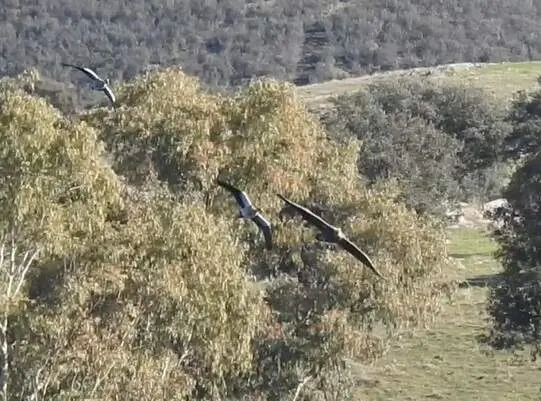 &Aacute;guila pigargo europea