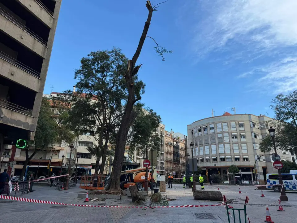 Revisi&oacute;n de los &aacute;rboles en Huelva.