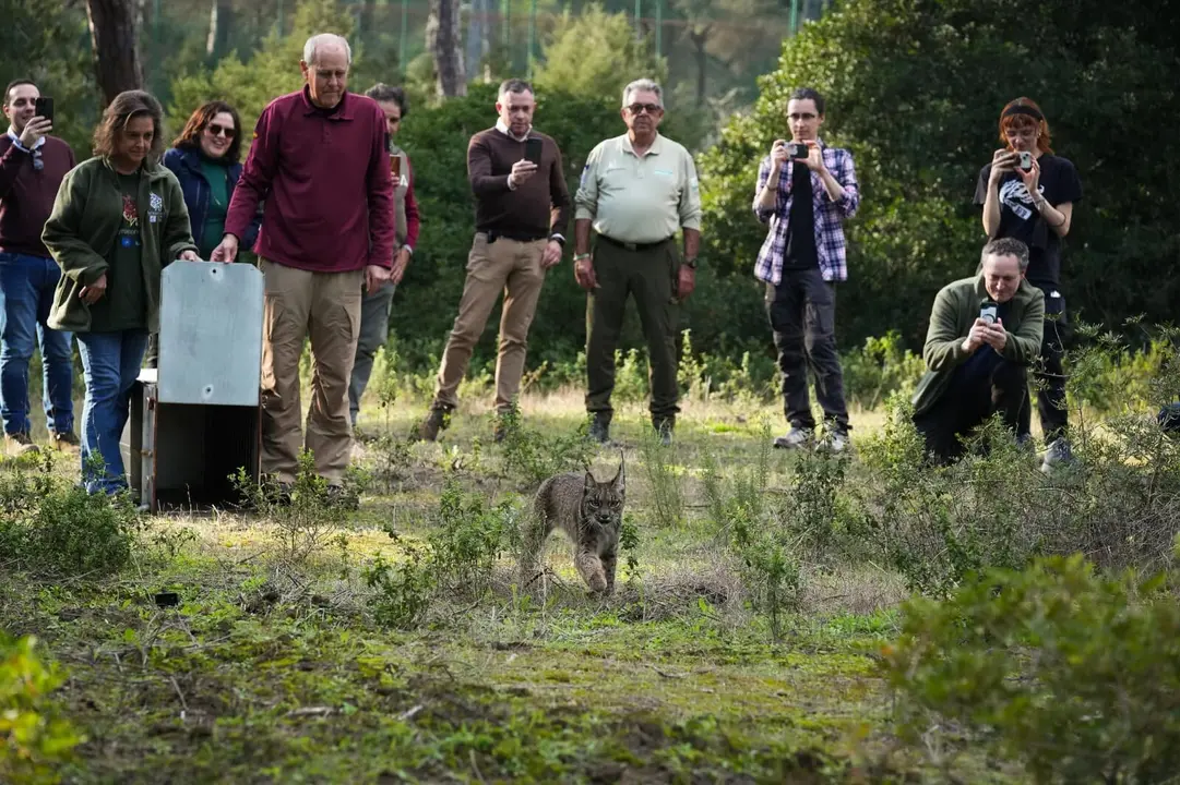 Suelta de un lince en Do&ntilde;ana.