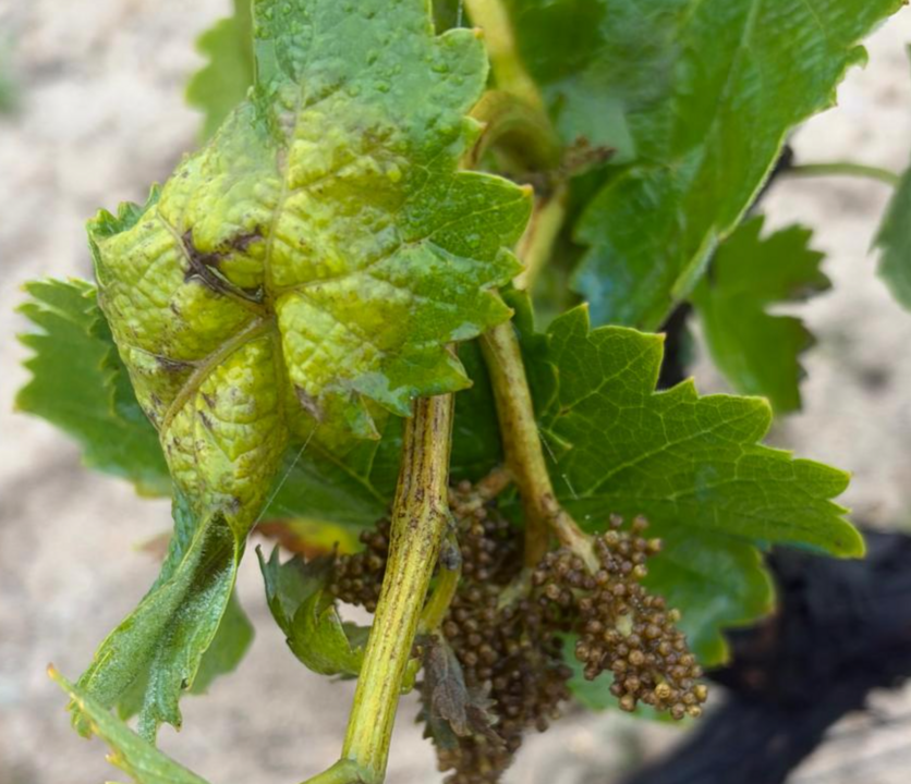 El Condado de Huelva activa la alerta por mildiu tras detectar los primeros focos en el vi&ntilde;edo