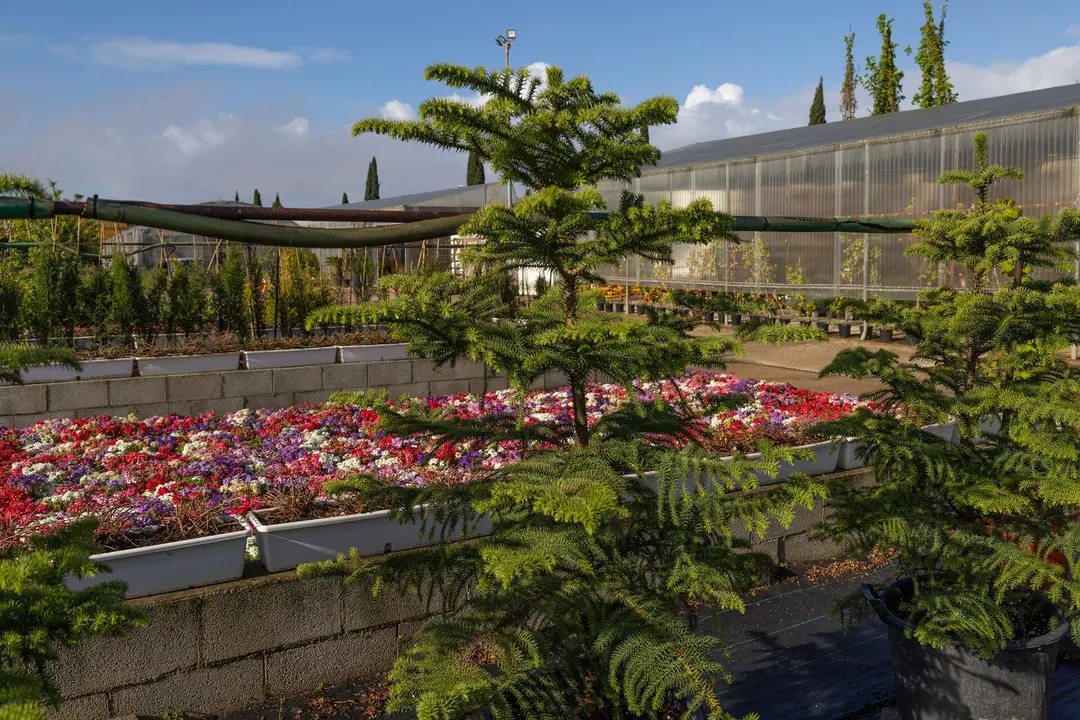 Plantaci&oacute;n de flores en Huelva capital.