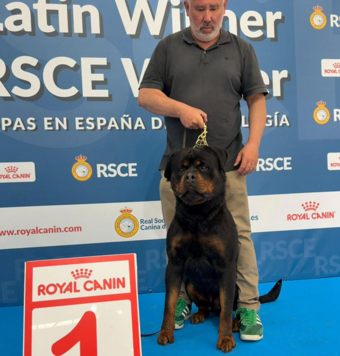 Un rottweiler de Nerva se proclama campe&oacute;n de Espa&ntilde;a en Valladolid