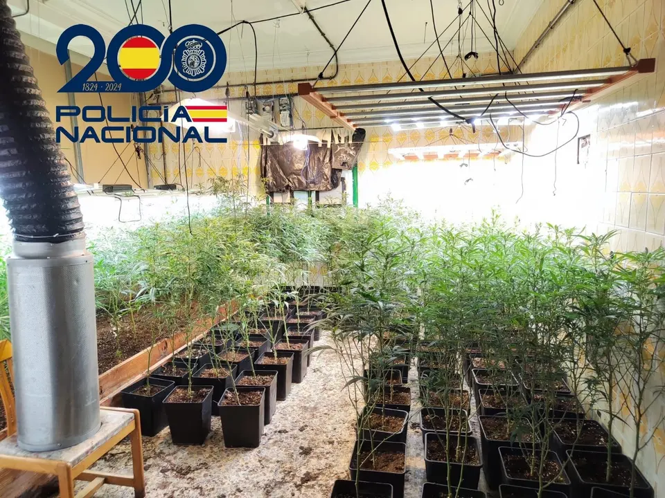 Desmanteladas tres plantaciones de marihuana en Huelva con cinco detenidos