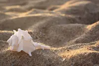 REGALOS DEL MAR - Juan Manuel Pe&ntilde;a