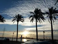 PALMERAS REINAS- Noelia Campos