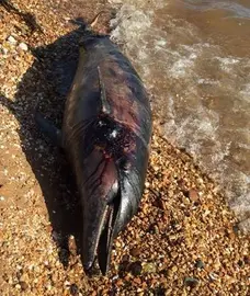 Imagen de archivo de un delfín muerto en Huelva