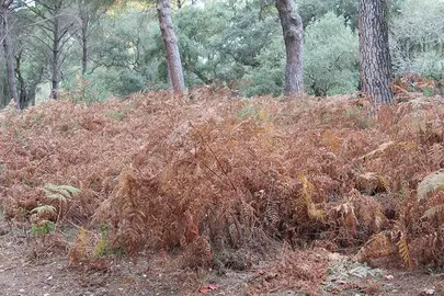 Helechos secos en las inmediaciones del Palacio del Acebrón