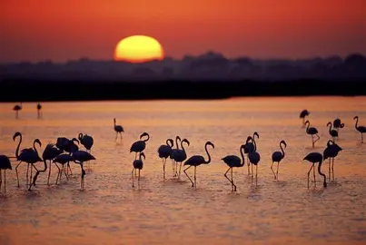A group of Greater flamingos (Phoenicopterus ruber) in a marsh, at sunset, Coto Do&ntilde;ana National Park, Andalucia, Spain.