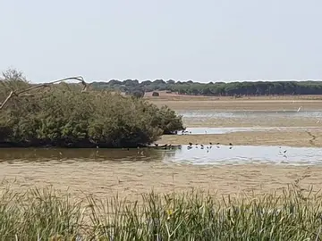 Las lagunas de Doñana se están desecando por la falta de lluvias