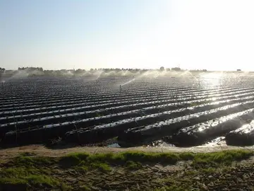 19/05/2020 Riego en una plantación de fresas.
POLITICA ANDALUCÍA ESPAÑA EUROPA HUELVA SOCIEDAD
COMUNIDAD DE REGANTES DE PALOS.