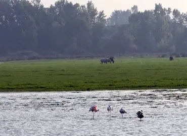 10/05/2010 Vistas del Parque Natural de Doñana
ANDALUCÍA ESPAÑA EUROPA MEDIO AMBIENTE SOCIEDAD