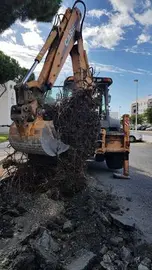  Punta Umbr&iacute;a, retirada de ra&iacute;ces de &aacute;rboles