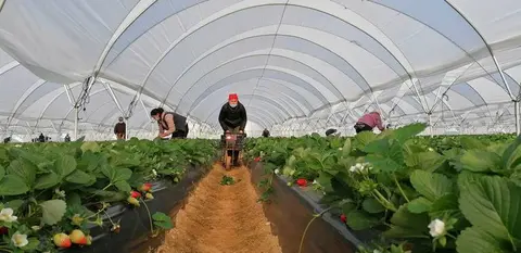 Trabajos en el campo en plena temporada