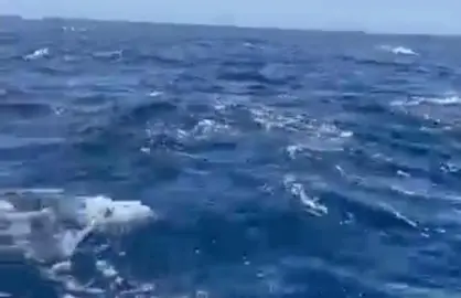 5F79653E-D57E-4A25-9B2B-21606FF9CCBC