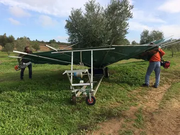 Unos trabajadores recogen la aceituna con un sistema de paraguas que evita que toquen el suelo mejorando la calidad de la fruta