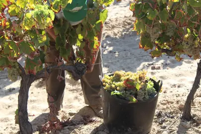 La vid del Condado mantiene una excelente calidad sanitaria