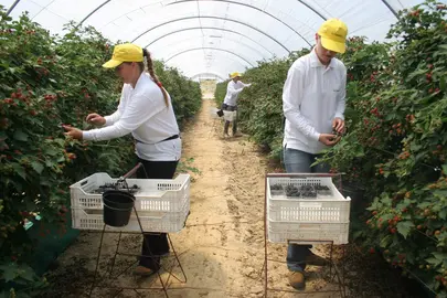 Las zarzamoras que se cultivan en Huelva tienen enormes propiedades probióticas