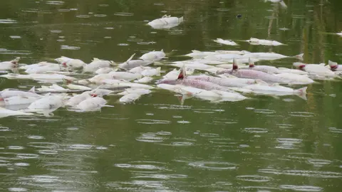 Peces muertos flotando en la zona, en las imágenes captadas por Ecologistas.
