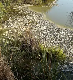 Acumulación de peces muertos en las orillas del Estero.