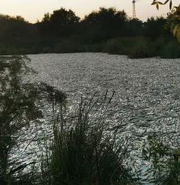 Los peces muertos cubren casi al completo las aguas del Estero afectado.