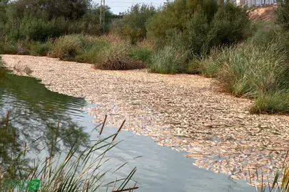 Peces muertos, ya putrefactos en el Estero.