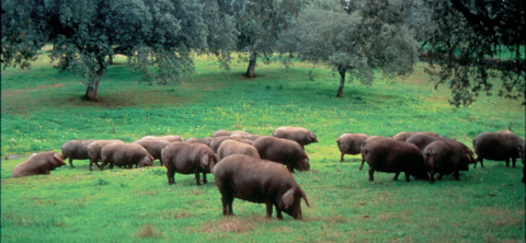 Piara de cerdos en montanera tradicional en extensivo
