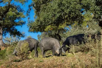 Montanera en la sierra