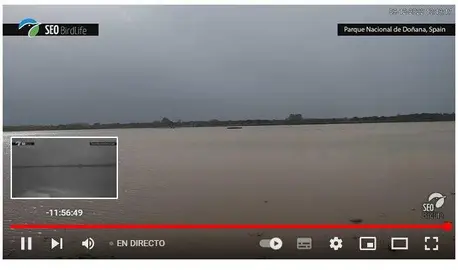 Imagen en directo en las marismas de Doñana