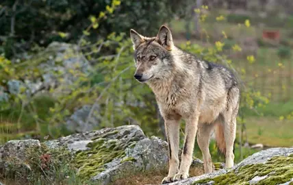 Lobo en la Sierra de la Culebra y Guadarrama