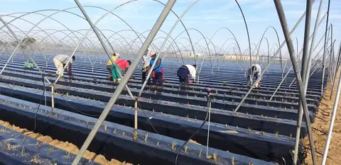 Trabajadores en una plantación de frutos rojos