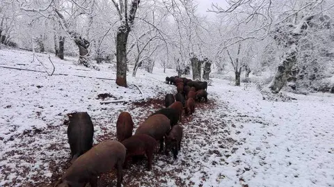 Una piara de cerdos, entre la nieve en enero de 2021 n la Sierra