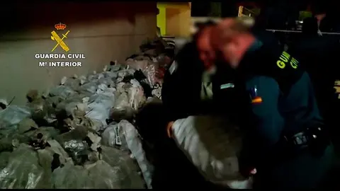 Incautación de piñas