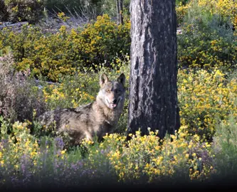 Lobo Sierra Culebra, un modelo de recuperación de la población