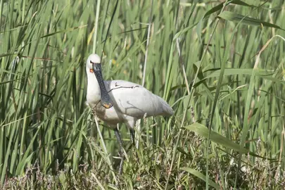 Espátula en el Paraje