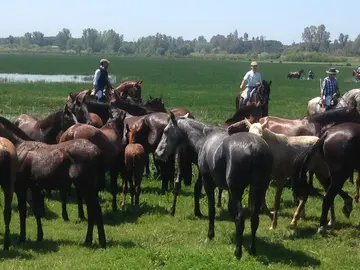 Ganado equino en la marisma de Doñana