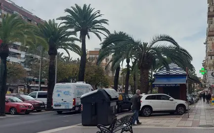 Palmera con s&iacute;ntomas de estar siendo atacada por el picudo rojo