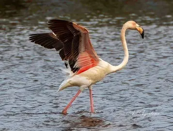 Un flamenco levanta el vuelo (Foto: Antonio Aguilera)