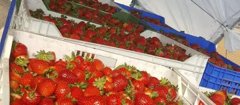 Fresa destinada a la industria