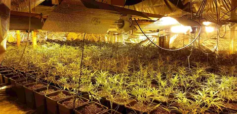 Una de las plantaciones descubiertas en una operación con las FF SS