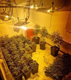 Imagen de una de las plantaciones caseras en la capital onubense