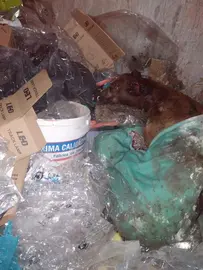 La galga, tras ser hallada en el contenedor