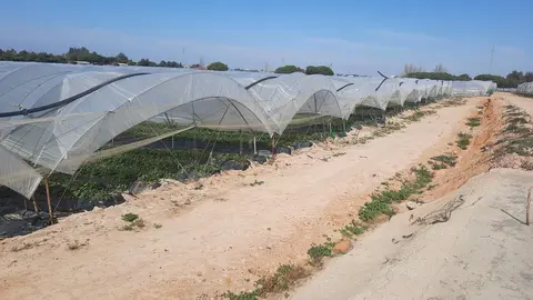 Invernaderos de frutos rojos