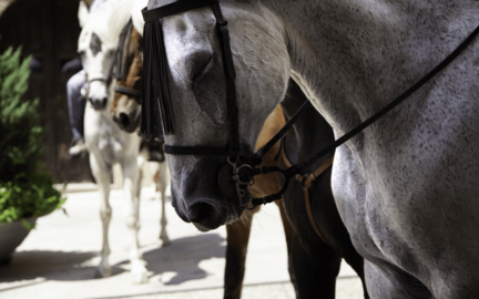 Un caballo