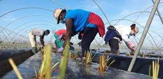Trabajadores de la fresa